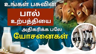 மாடு பால் உற்பத்தியை அதிகரிக்க முக்கியமான வழிகள் | How to Increase Milk Production in Cows
