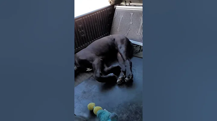 Billie Eilish Is Wrong. Soul The Cane Corso Love
