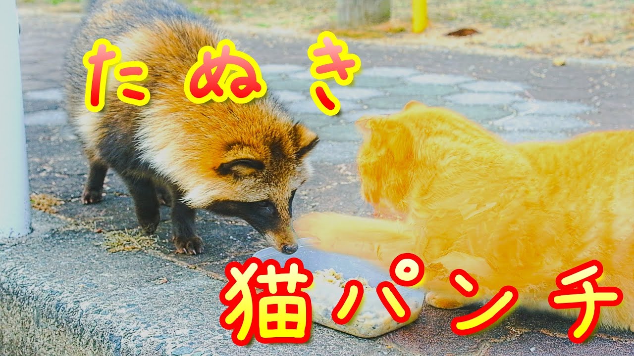 いぬねこたぬき YouTube