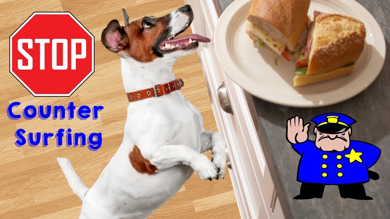 How to Stop a Dog from Counter Surfing Training a Cavalier King Charles Spaniel Puppy YouTube