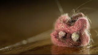 Funny Videos Dust Bunnies Self Defense From Funny Videos Ever