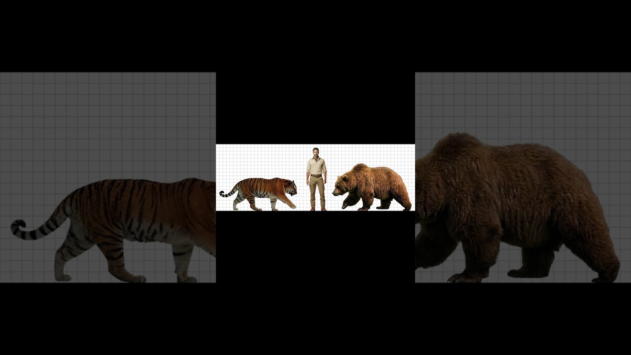 Siberian Tiger vs Kodiak Bear size comparison