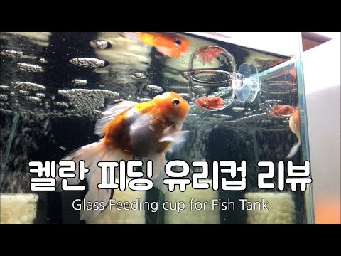 켈란 냉짱 유리 피딩컵 리뷰 Glass Feeding Cup Fish Red Worms Food for Fish tank