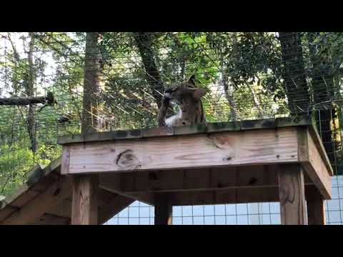 cheetah running speed Good Morning from Big Cat Rescue!