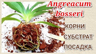 Ангрекум. Срочная пересадка. Angreacum bosseri, корни орхидеи, субстрат для Ангрекум.