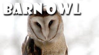 Animal Fact Friday at Wildlife Prairie Park- Barn Owl