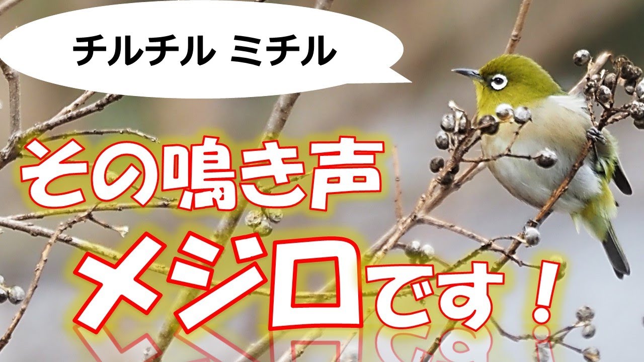 鳴き声で見つける野鳥】メジロ（解説音声付） - YouTube