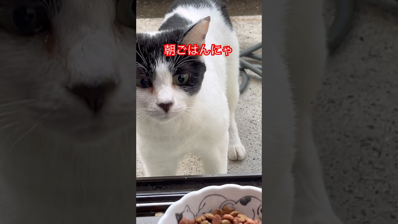 白黒ちゃん朝ごはん食べずに寝る😴#cat#猫動画#japan#猫#猫好き#ねこ#野良猫#白黒猫#朝ごはん#かわいい猫