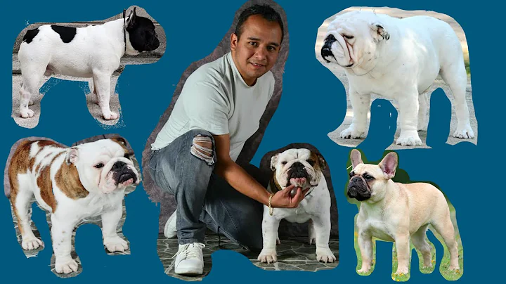 Nos muestra sus BULLDOGS!! Fredy Hernandez!!
