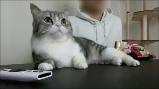 週末は猫と一緒に映画鑑賞するに限ります。