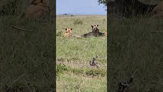 What? Lion Napping While Giraffe Eats Wildest Friendship Ever? Natures Odd Couple