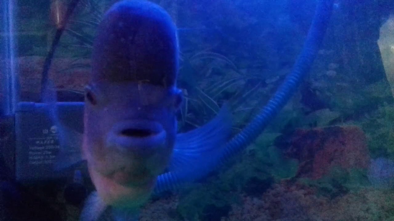 Koleksi ikan louhan  di aquarium  mini YouTube