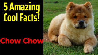 5 Fascinating Facts About Chow Chow