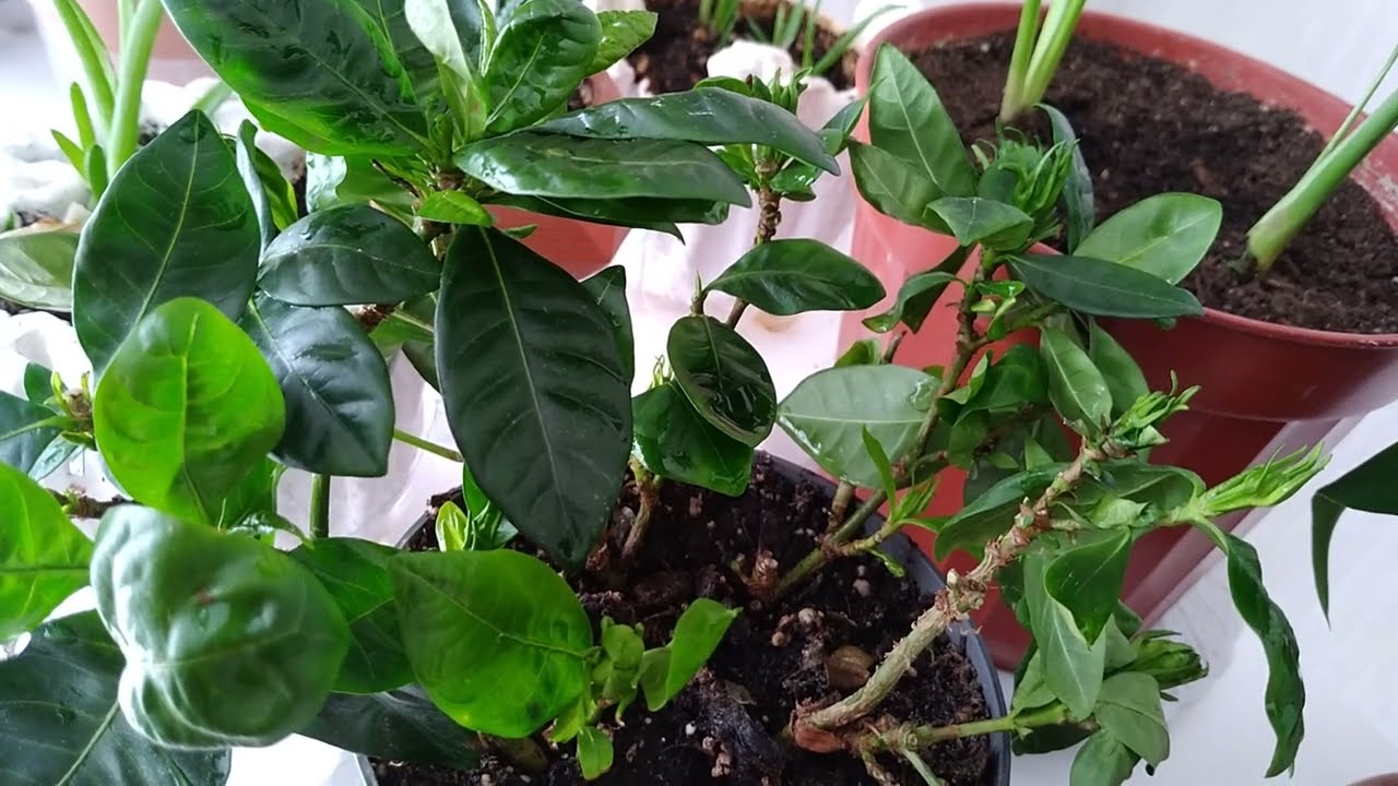 Gardenya Çiçeği (Gardenia Jasminoides) Cennet Çiçeği ,Karanfil Yasemini  Bakımı Ve Özellikleri