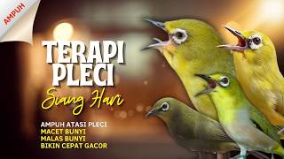 Terapi Pleci Pagi Hari Ampuh Atasi Pleci Macet Bunyi, Pleci Malas Bunyi