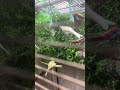 Канарейка 😍😘￼ если видео вам понравилось ставьте лайк подпишитесь #подпишись #shortvideo ￼