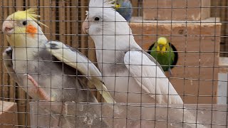 התוכי נמפית מצויצת The parrot Nymphicus hollandicus by Anat Cohen 45 views 1 month ago 37 seconds