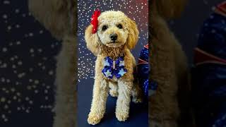 Peachys Memorial Day Outfit Of The Day What Are You Doing For Memorial Day?