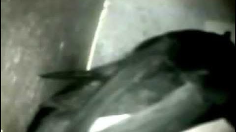 swifts 2014 - mating on the nest