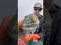 Blue Lingcod Fish #fishing #friendliestcatch #seafood