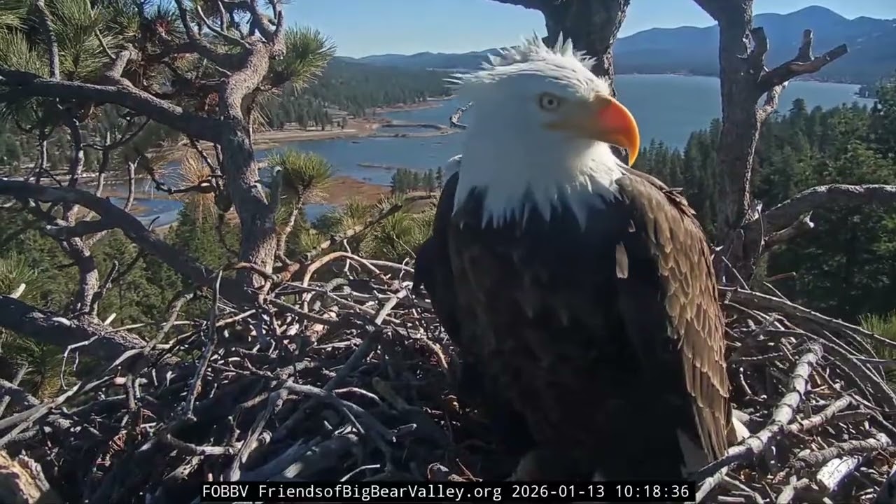 Jan 13, 2026 | Productive Morning: Eight Sticks and a Pancake 🦅