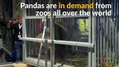 Pandas arrive to take up star roles at Dutch zoo