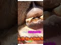Dromedary Camel’s Hidden Fangs Deadly Herbivores! #CamelDanger