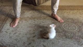 Han Solo:  White Applehead Chihuahua Puppy For Sale | Sweetie Pie Pets