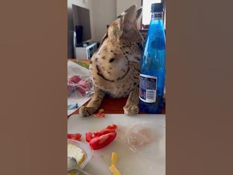 Breakfast with serval cat looks like this 😄 #serval #wildcats #savannah ...