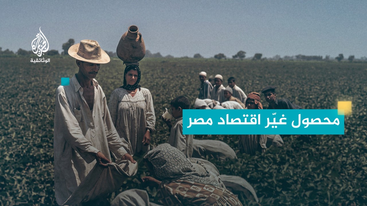 ذكريات ملونة.. زراعة القطن | الذهب الأبيض المصري
