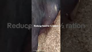 Farrowing in 48 Hours — Critical Checklist (Do This Now) #pigbreeding #swine #pigs #farrowing