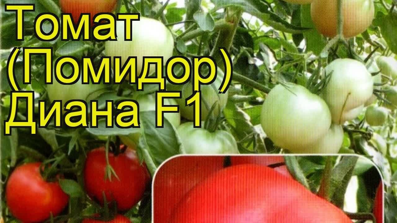 Томат обыкновенный Диана. Краткий обзор, описание характеристик, где ...