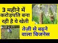 Isabgol Farming Is A Profitable Business For Farmers |  isabgol farming hindi