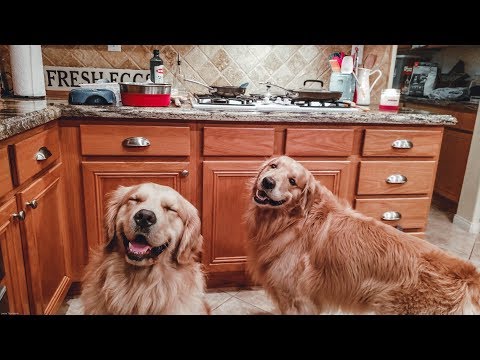 homemade-meal-for-dogs-[4k]-|-golden-retriever-vlog