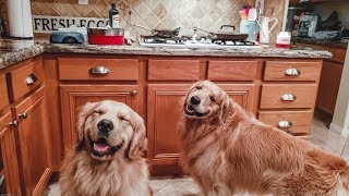 Homemade Meal For Dogs [4K] | Golden Retriever VLOG