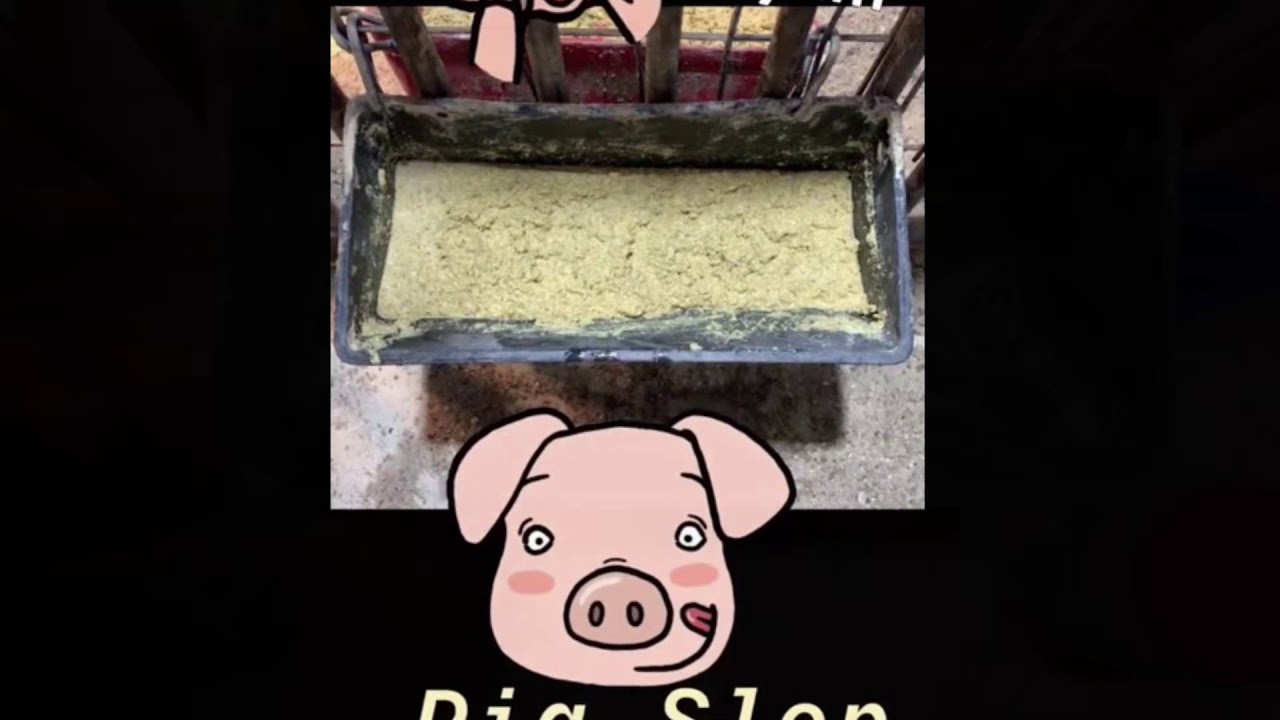 Pig Slop YouTube
