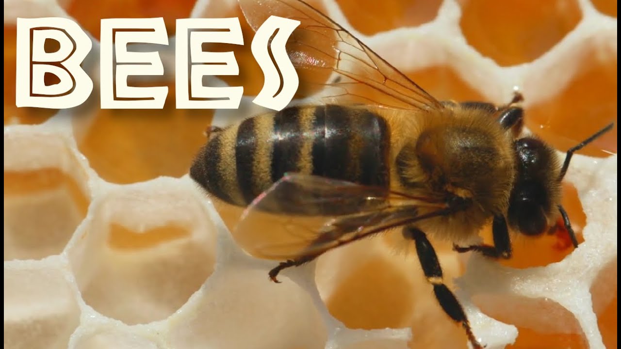 All About Honey Bees