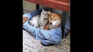 Issue 25: cat gets in bed with Shiba Inu dog friend  ('surrender to the snuggles')