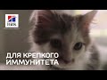 Здоровье котёнка начинается с науки