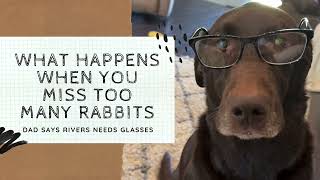 Dogs EPIC misses earn him some glasses #funnylabradorpuppy #labradorretriever #huntingvideos #rabbit by Rivers the Chocolate Lab 2,572 views 11 days ago 57 seconds