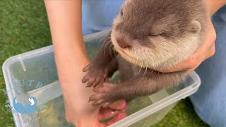 Otter baby took a foot bath for the first time