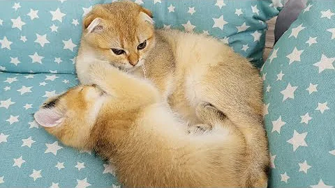 Video 11241861: scottish fold, cat scottish, cat kitten kitty animals, cat kitten kitty cute