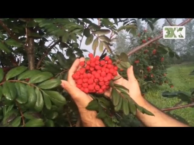 СЪЕДОБНЫЕ СОРТА РЯБИНЫ ЛУЧШИЕ СОВЕТЫ