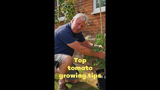 Top tips for growing tomatoes