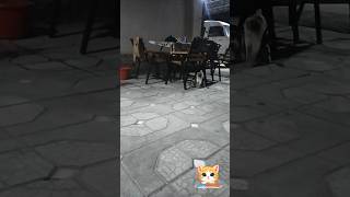 🐱 Little Kittens Missing Their Mom 💔