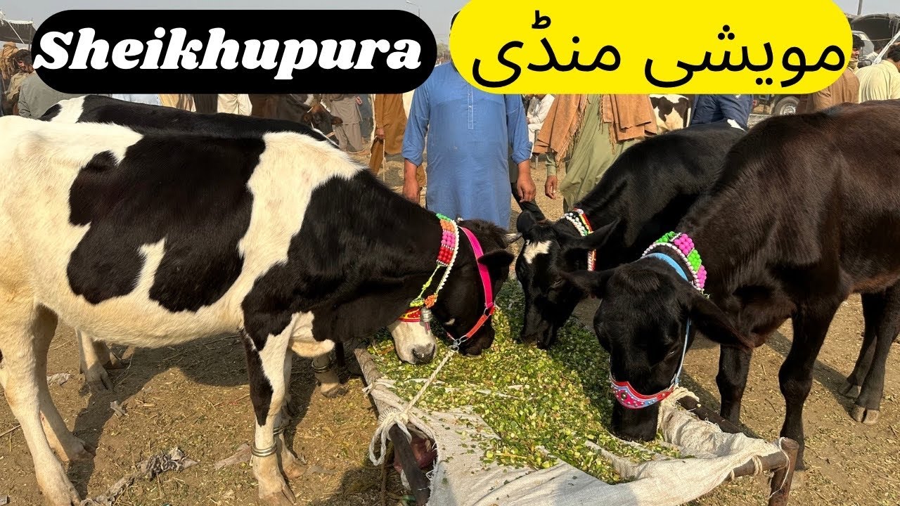 Maweshi Mandi Sheikhupura | big wachy | small wachy | choty katty bhi mandi me aye 