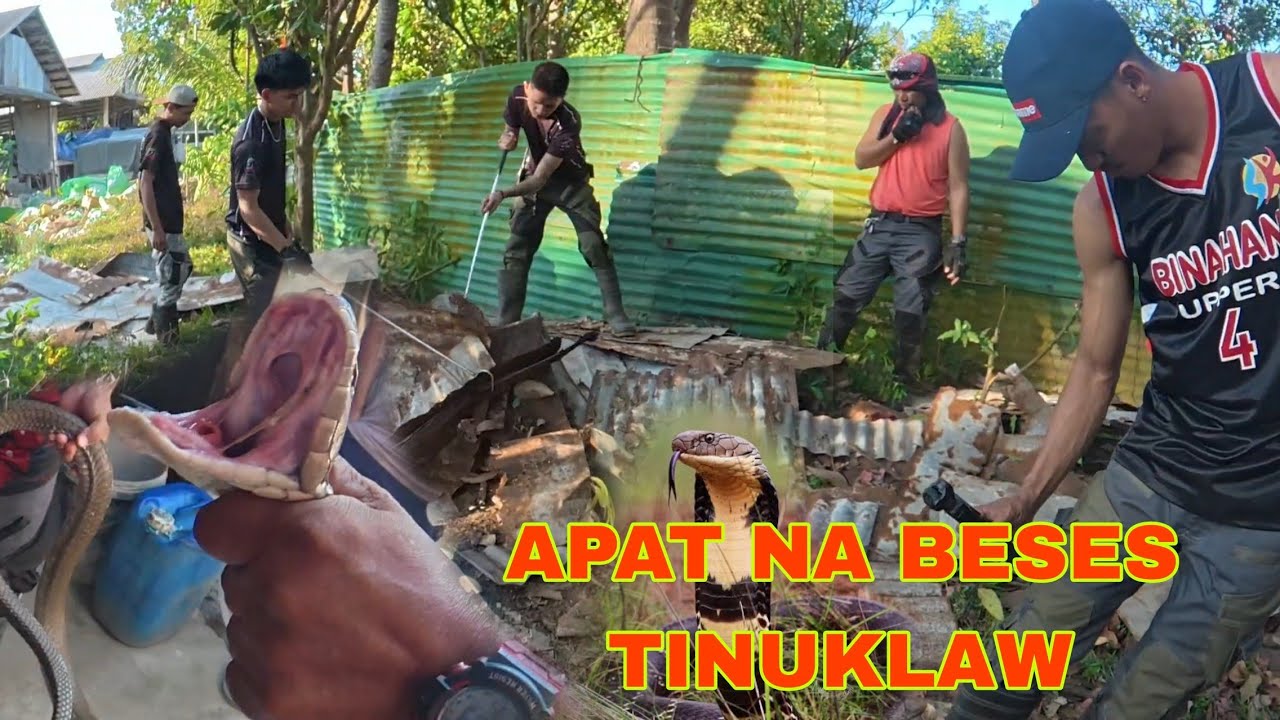 BATANG APAT NA BESES PINAG KAKAGAT NG KING COBRANG NAPAKA LAKI NAHULE NA #cobraprince #cobrakinng