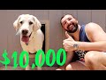 CUSTOM $10,000 DOG HOUSE!!