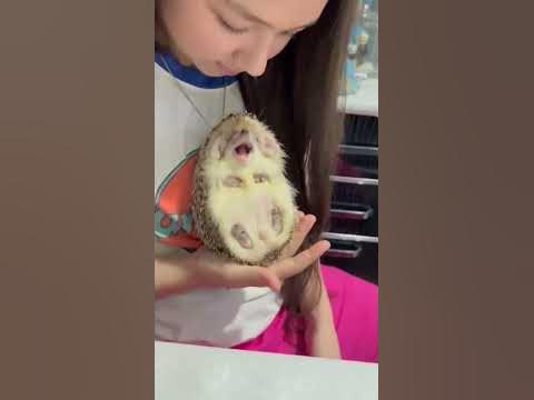 ёжик - YouTube