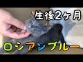 生後2ヶ月 ロシアンブルー 赤ちゃん猫を飼いました。